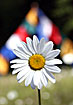 Flower and prayer flags at the DRC.